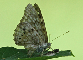 Hackberry Emperor